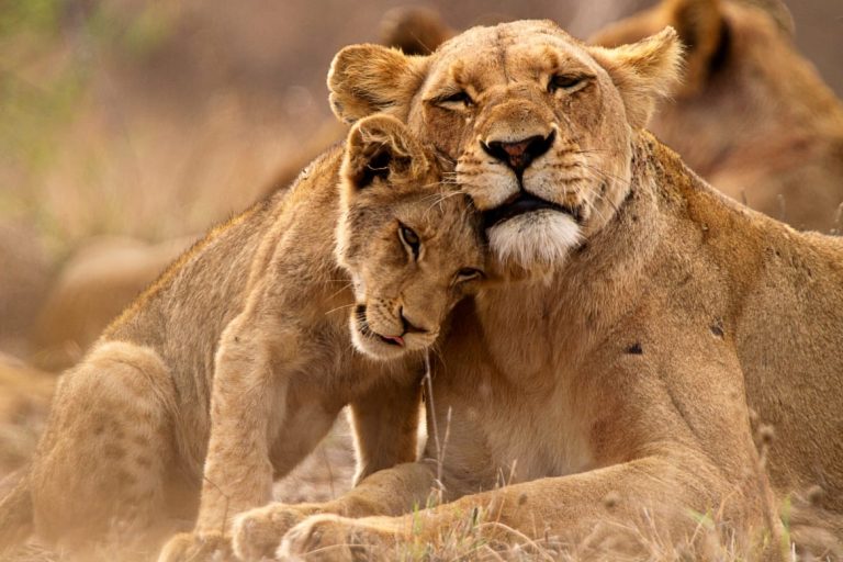 Victoria Falls, Safari & Luxury Cunard Voyage
