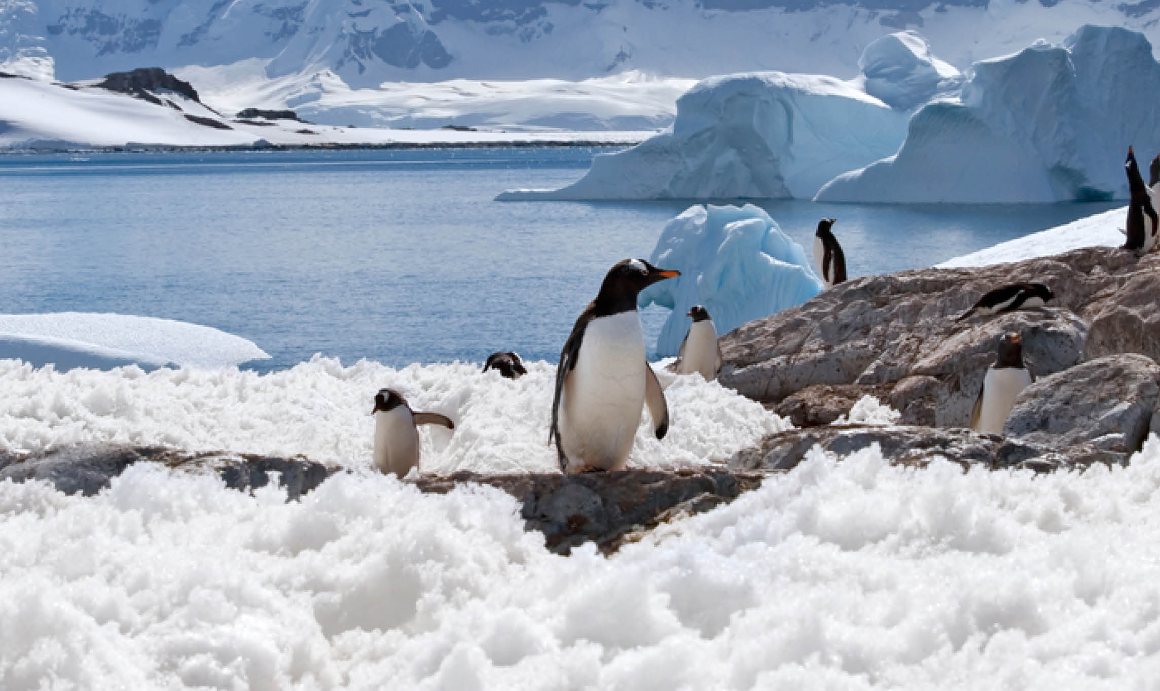  Fly Stay Cruise - 18 Day Antarctica & South America 