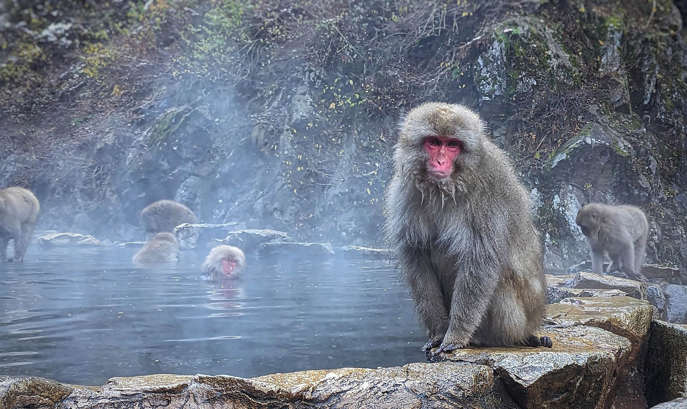 Japan Winter Discovery – 13 Days