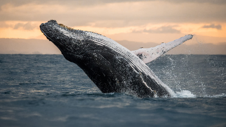 New Zealand Discovery Voyage from Auckland to Sydney